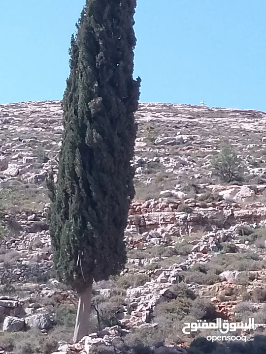 قطعة ارض للبيع