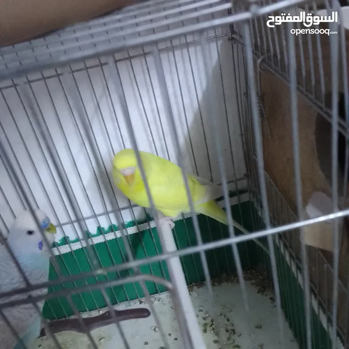 التواصل عبر واتس اب ببغاء كوكتيل  حجم كبير وعصافير حب مفتل و البينو وعادي عادي احجام كبيره