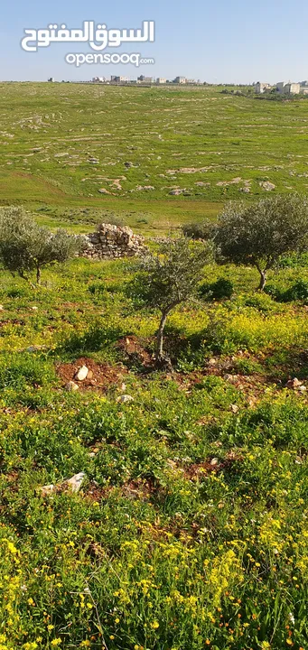 مزرعه زيتون النعيمه حوض وادي القرين مساحة 10431 متر مربع واجهة القطعه جنوبيه شرقيه على شارعين وبيت ز