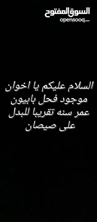 لابدل ع صيصان