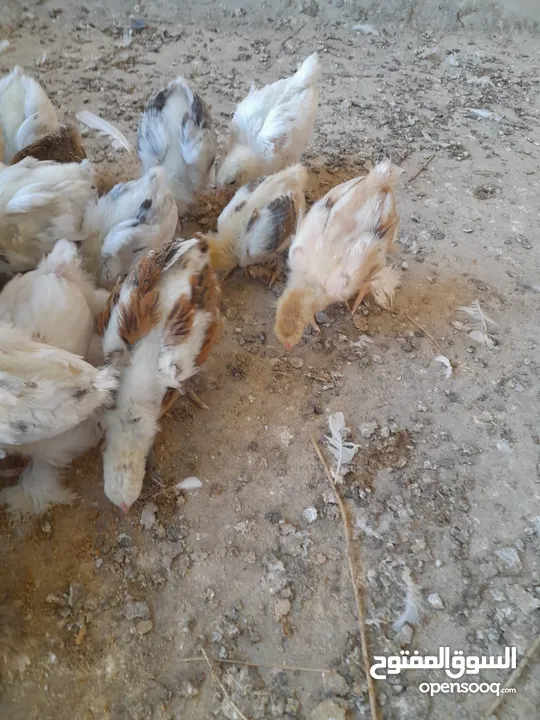 صيصان براهما مستويات عالية
