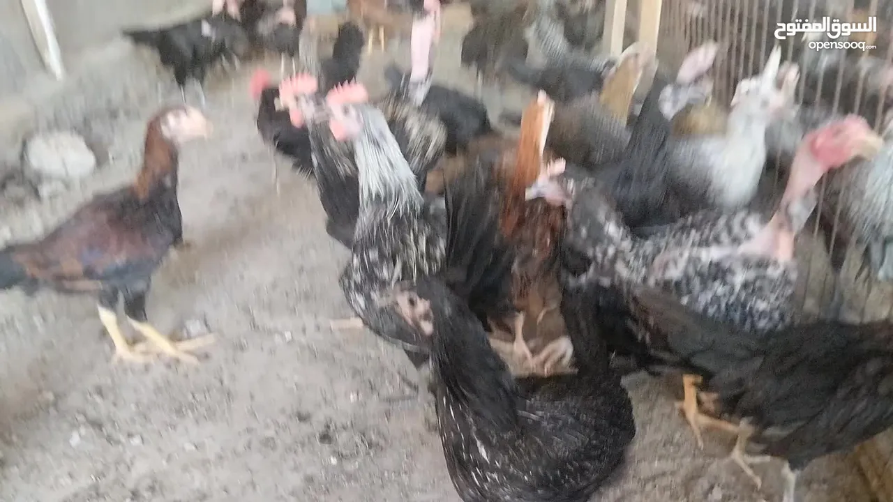 فراخ بلدي للبيع