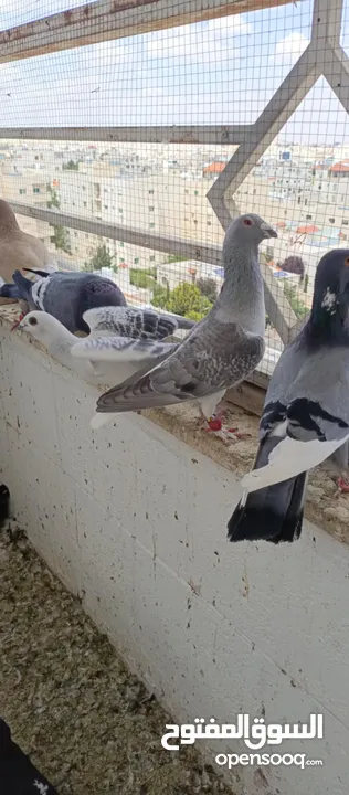 جوز برامليات .وجوز شكالي .وفحول مفردة