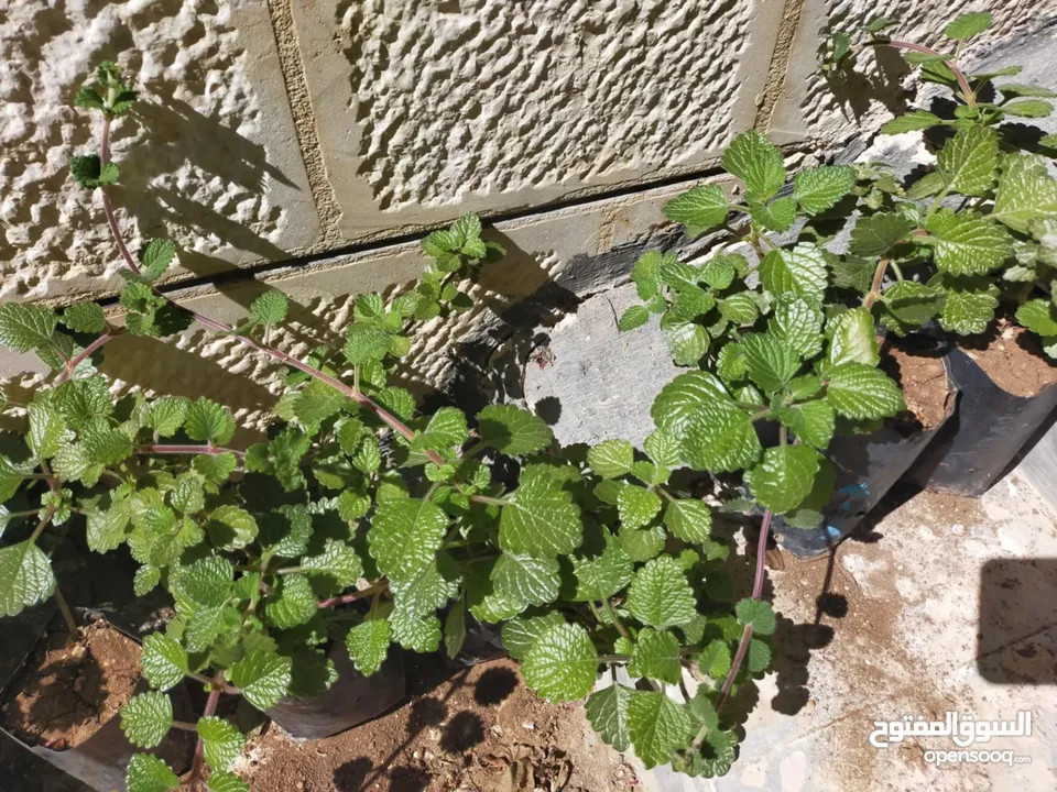 نبات البخورة أو الحبق المغربي أو اللوبانة العطري سلالة مميزة أوراق مخملية لامعة  خضراء بالكامل دائمة