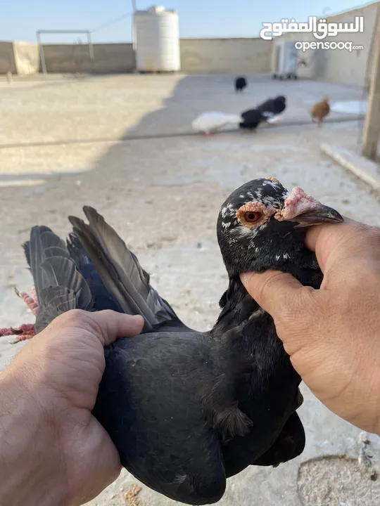 كوم حمام للبيع