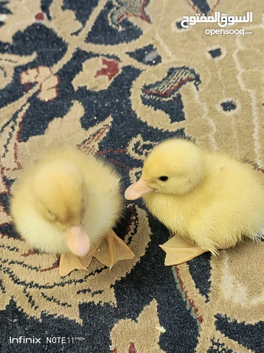 بطبوط بطه صوص مطعم    ا
