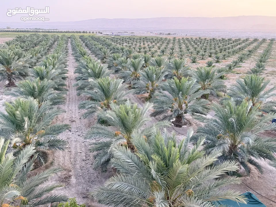 مزرعة نخيل مجهول مثمر ومنتج  + شاليه مودرن للبيع بأجمل مناطق الغور بالقرب من سد الكرامة 60 ك من عمان