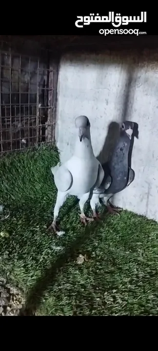 عشر جواز للبيع