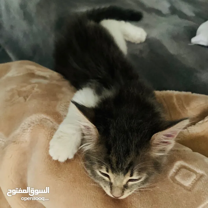 قطة صغيرة للبيع ( عمر شهرين تقريباً )
