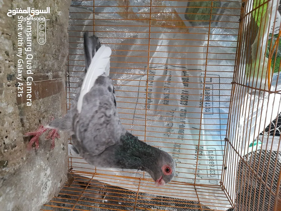 جوز كينجات مدنسرات