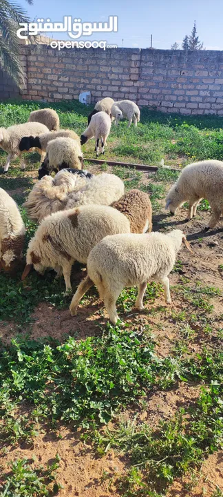 اعادة عرض لعدم الجدية