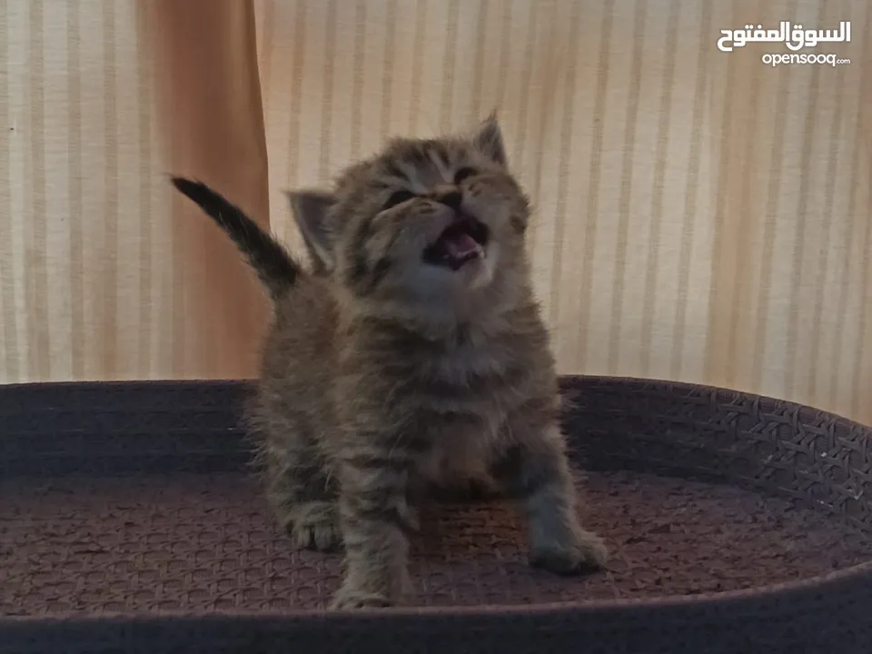 kittens british short hair male's and female's Players in good health training on the liter box