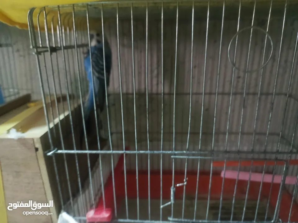 طيور حب للبدل او بيع