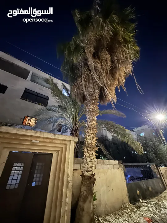 شجرة نخيل للبيع