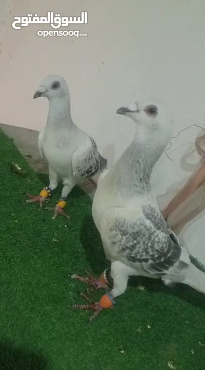 حمام للبيع.جوز.شفار.وفحول.بوز