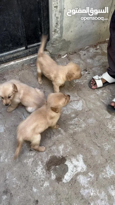 Puppy golden retriver