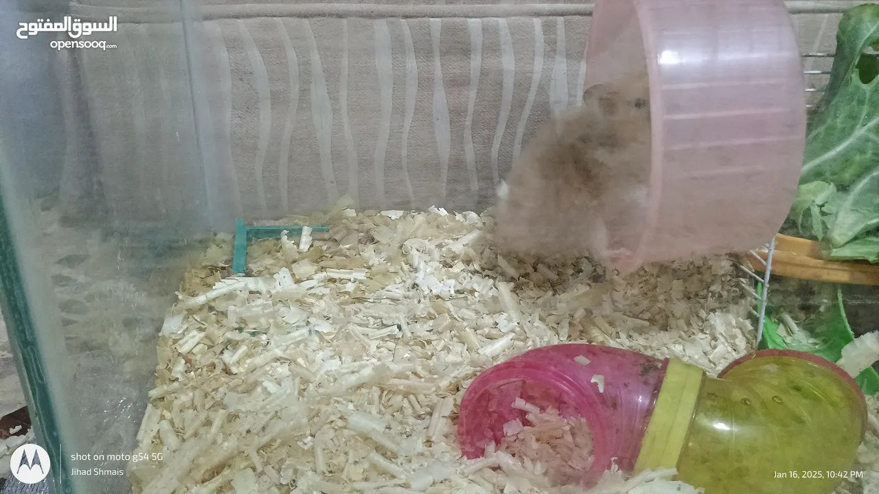 cute Hamsters for sale . very nice and joyful creatures 5 JDs for pair