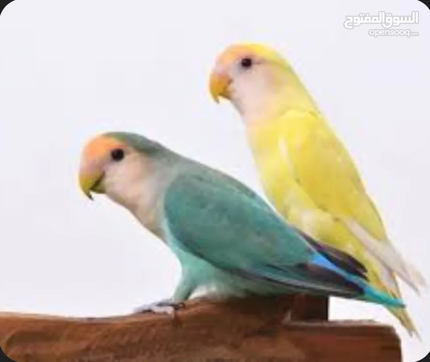 مطلوب ببغاء روز يكون اليف وصغير بالعمر