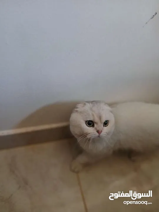 قط سكوتش فولد للتزاوج