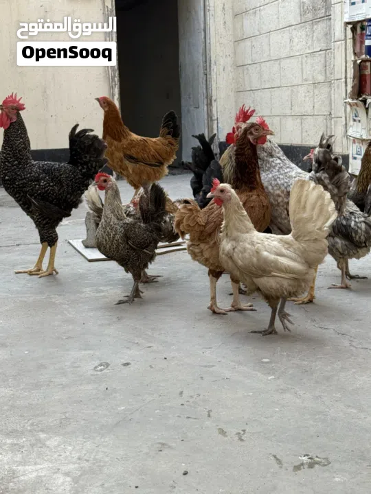 دجاج وديوك للبيع