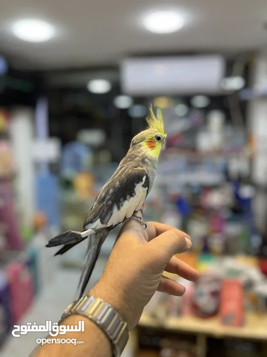 كوكتيل اليف فحل عليه عرض