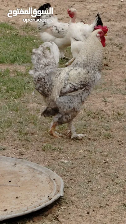 ديوك بورقبة