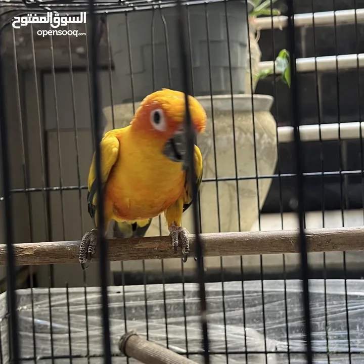 ببغاء صن كنيور  Sun Knior Parrot