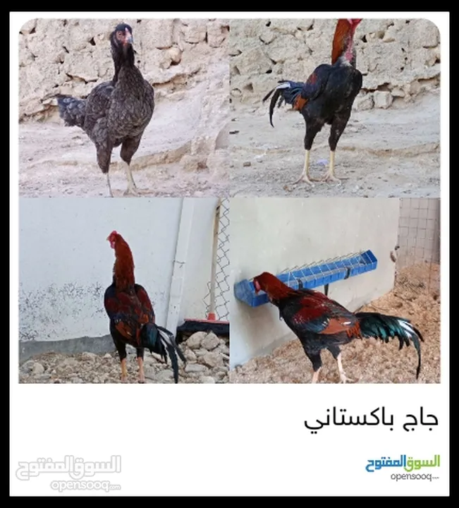 جاج باكستاني