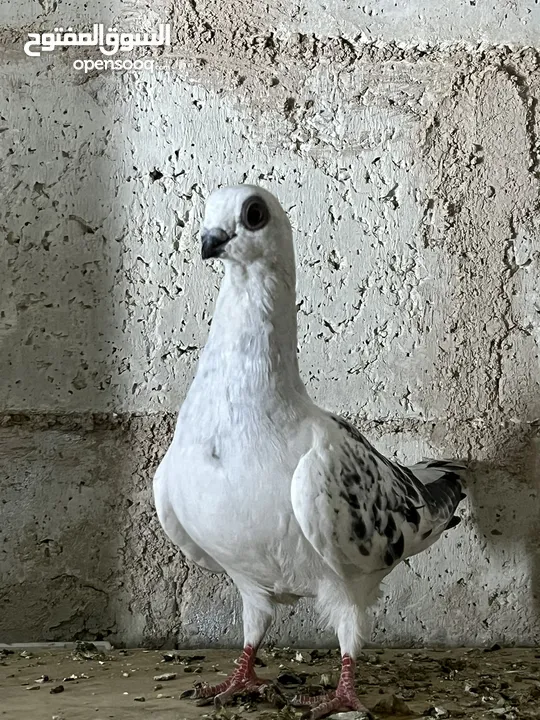 فراخ للبيع