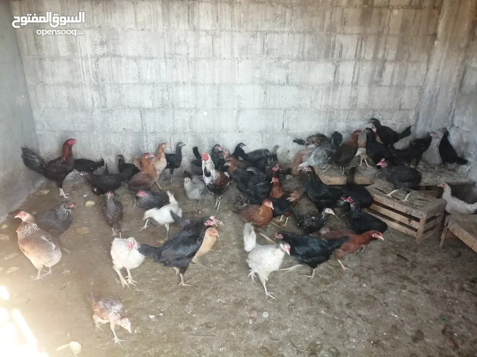 بيض بلدي. مطاير طيور مينا اربد (كل اشي مكتوب بالإعلان)