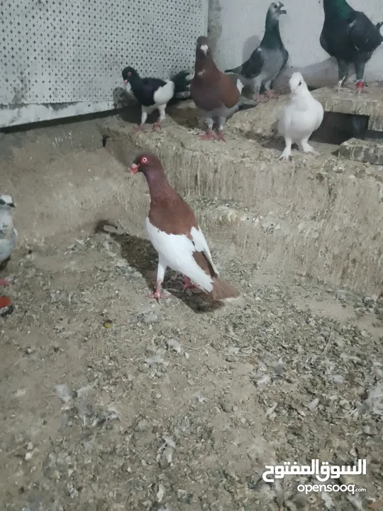 متاح جوز ماشاءالله موجودات طبربور