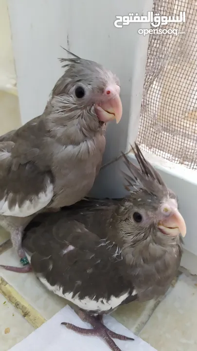 3 White face cockatiel chick (hand feeding) and 2 lutino chicks