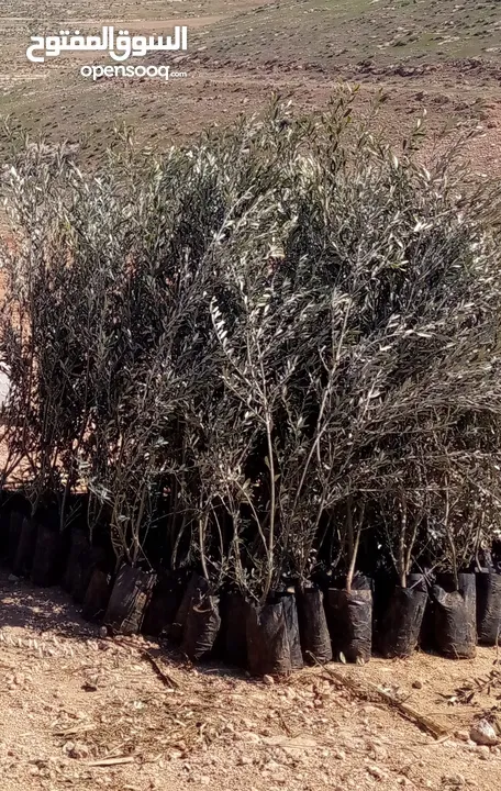 تشيك مزارع