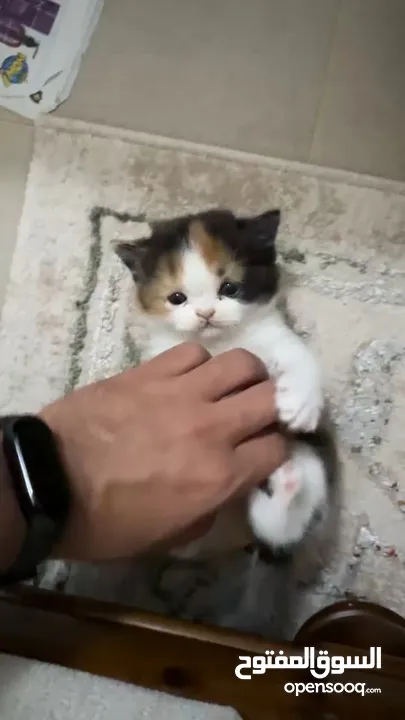 سكوتش فولد شعر قصير ذكر وانثى  Scottish Fold Short Hair Male and Female