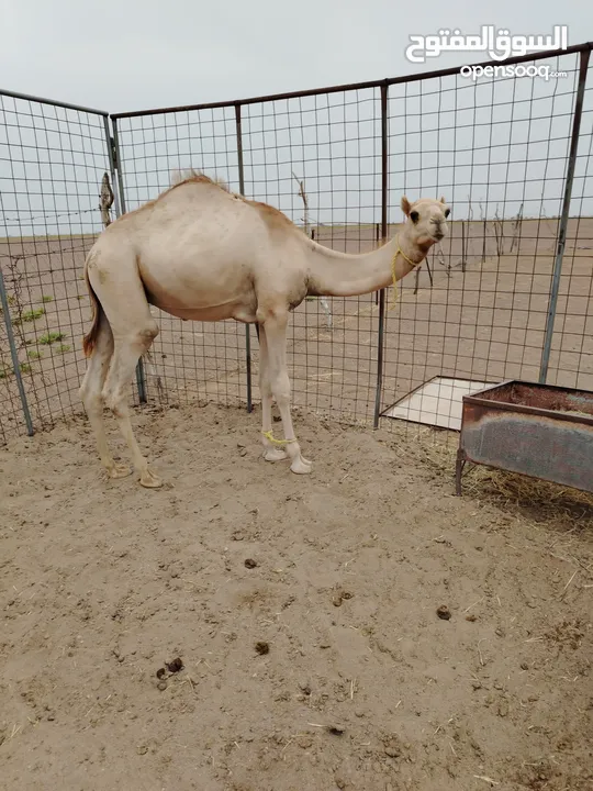 جعود يسير حج مطعوم من وقت