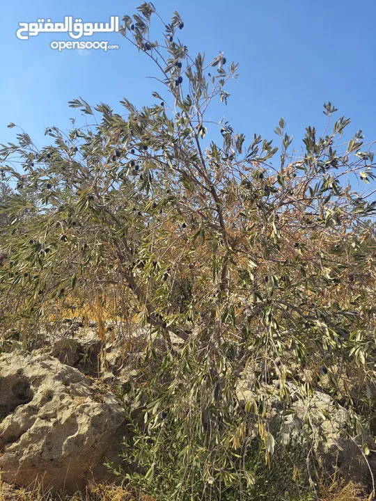 مزرعة للبيع