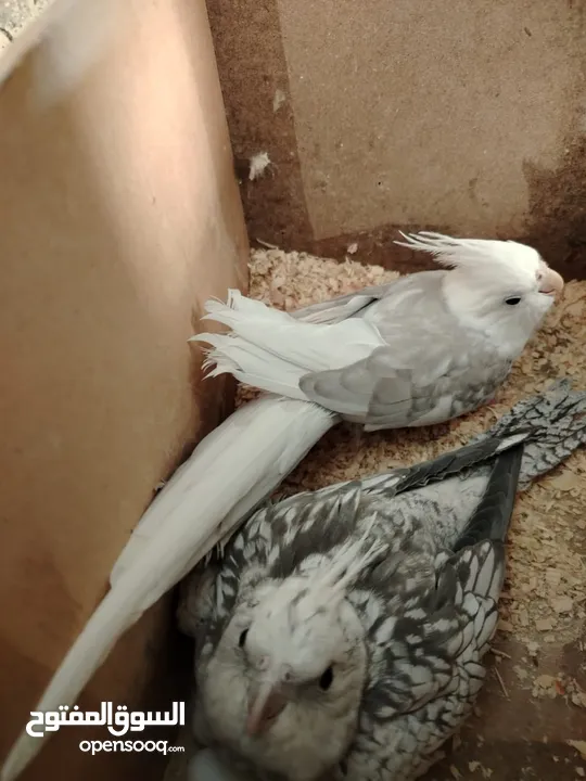 طيور بصلاه عنبي