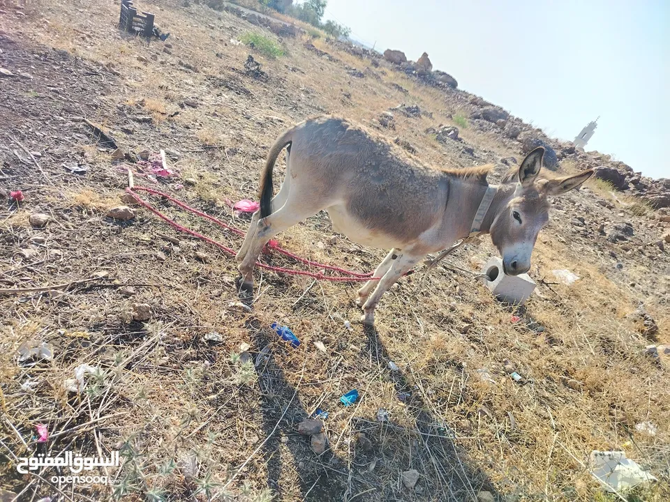 حماره للبيع