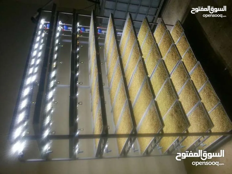 استنبات شعير  شعير مستنبت Sprouted   صواني استنبات شعير Barley germination barley