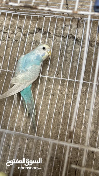 بسم الله الرحمن الرحيم اربع جواز حب رينبو كل لجواز تحتيهم بيض اشي قرب يفقص واشي جديد طبعاً اجواز