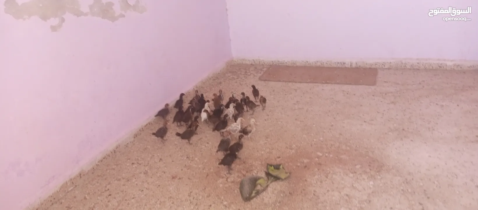 صيصان بلدي