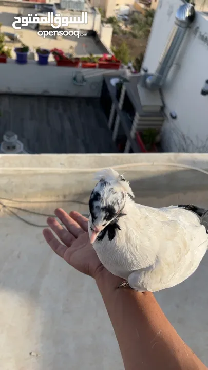 حمام للبيع السبب ال اعتزال سعر حرق