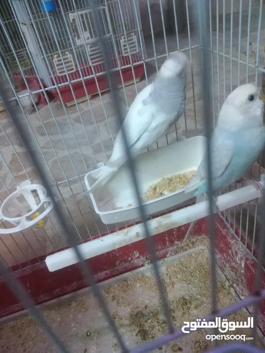 3 جواز حب مع فراخ شغالااات مقفصات 3 معالف
