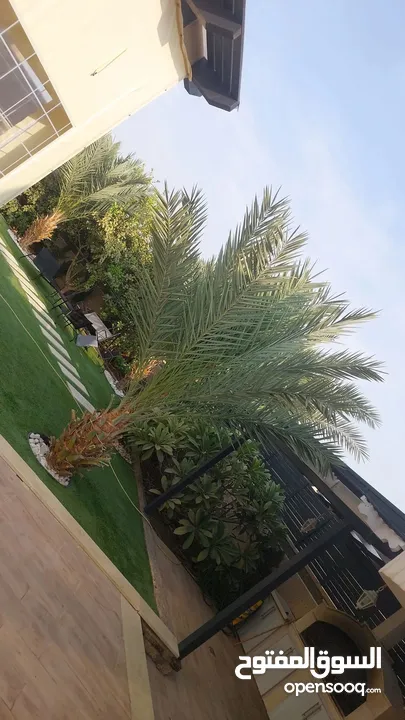 فيلا لليجار اليومي اريحا قصر هشام