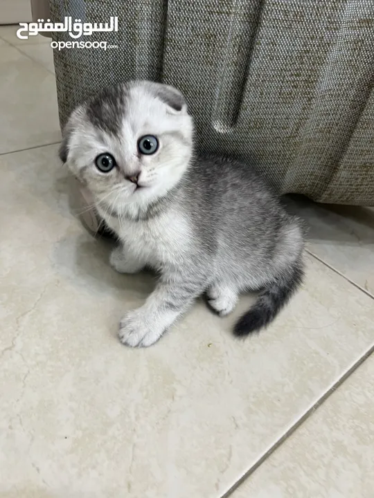 Scottish Fold & Double Fold Cats