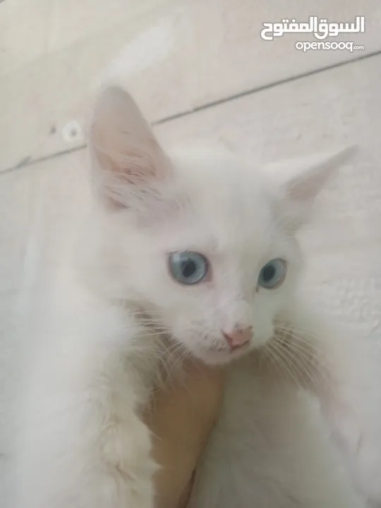 قطط للبيع شراز
