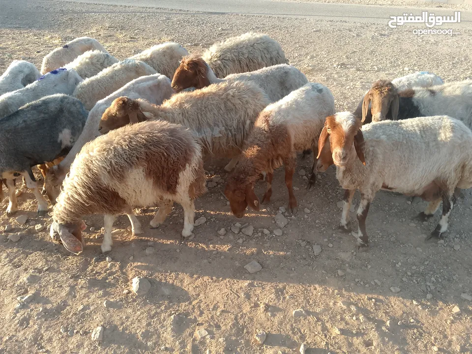 بلدي نفس الصور بالضبط عقائق ومناسبات ونذر اوزان 20 ل30 لحم صافي
