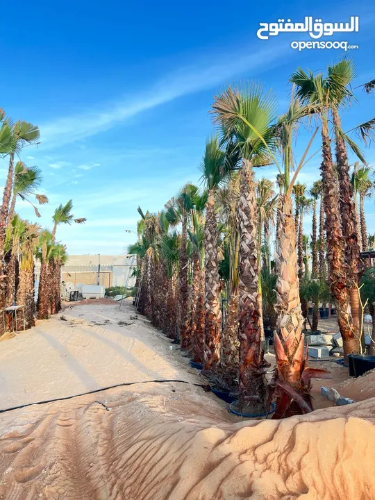 Palm Trees &  Washingtonian palm