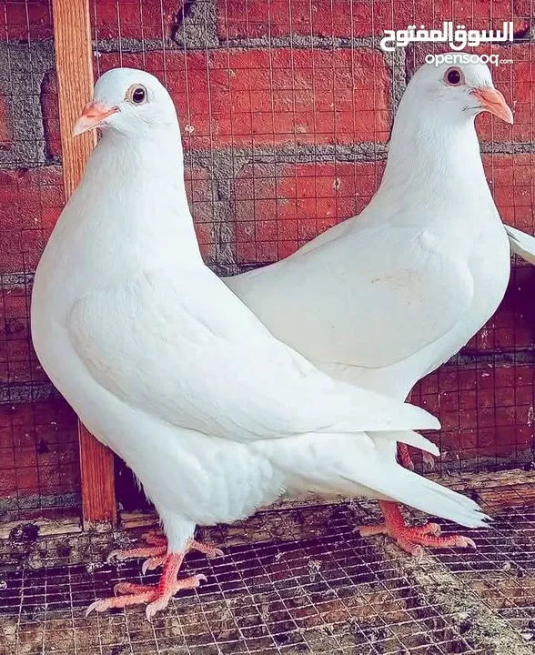حمام فرنسي لاحم Pure سوبر جامبو