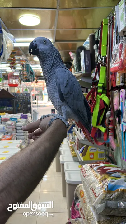 كاسكو مكاو كوكاتو امزون